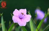Đẹp ngỡ ngàng với con đường hoa tím bên dòng sông Tô Lịch